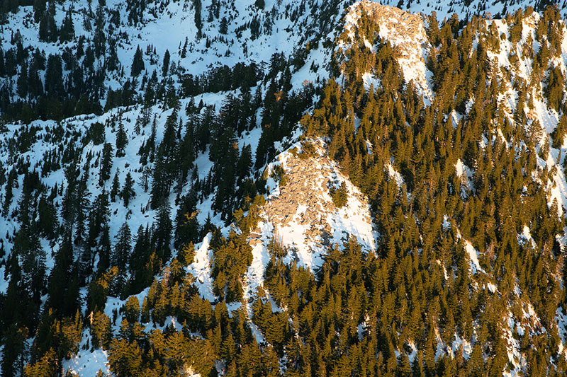 A mountain ridge covered with dense pine trees and patches of snow, illuminated by warm sunlight highlighting the texture of the landscape.