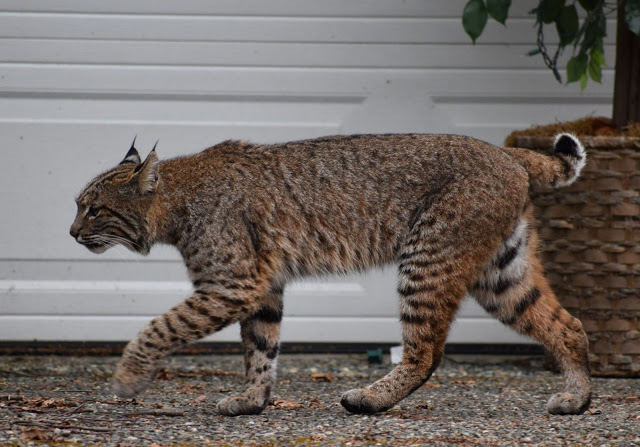 A bobcat with tufted ears and a short tail walks on a gravel surface in front of a white garage door, with a woven basket planter visible to the right.