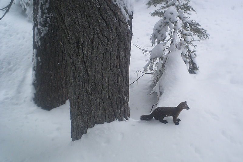 A small dark brown mammal, possibly a pine marten, stands on snow near a large tree trunk and a snow-covered evergreen in a snowy forest.