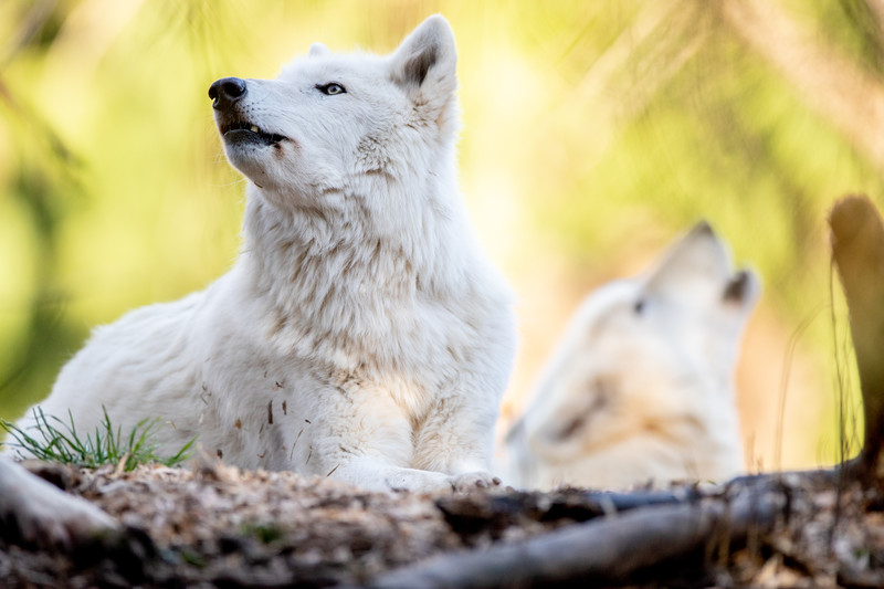 Two gray wolves lie on the ground; one looks upward alertly while the other in the background appears to be howling. Soft sunlight filters through trees, creating a blurred green and yellow backdrop.