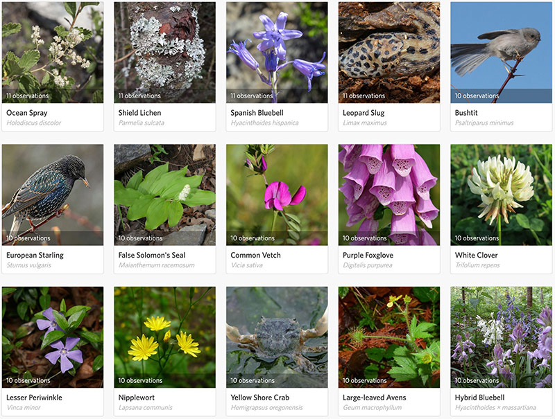 A grid of 15 nature photos, each showing a different plant, flower, animal, or lichen, with species names and observation counts below each image. Examples include Ocean Spray, Leopard Slug, and Purple Foxglove.
