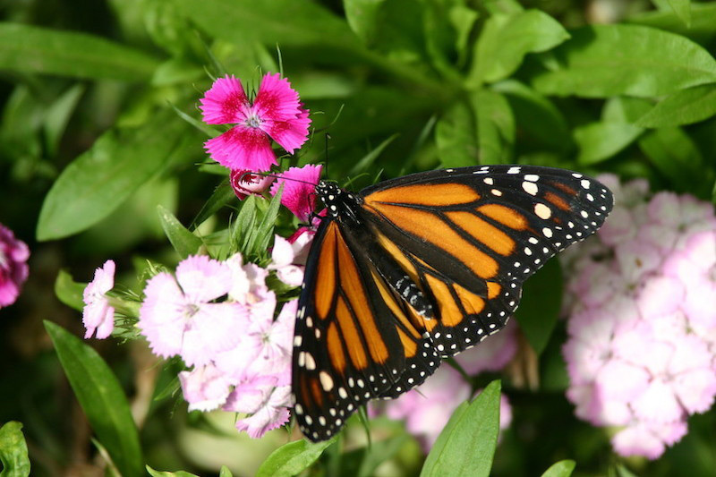 A monarch butterfly with orange and black wings rests on a bright pink flower, surrounded by green leaves and additional clusters of pink blossoms.