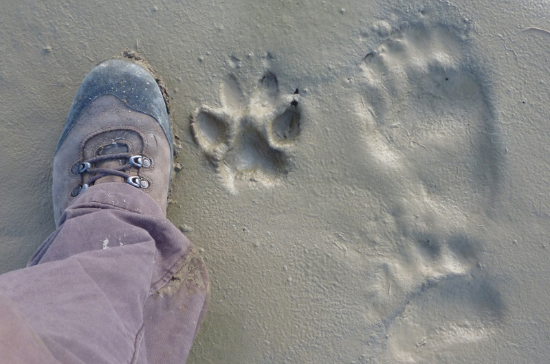 A person wearing a brown hiking boot stands next to a large bear paw print and a wolf paw print in wet, muddy ground, showing a size comparison between the boot and the animal tracks.