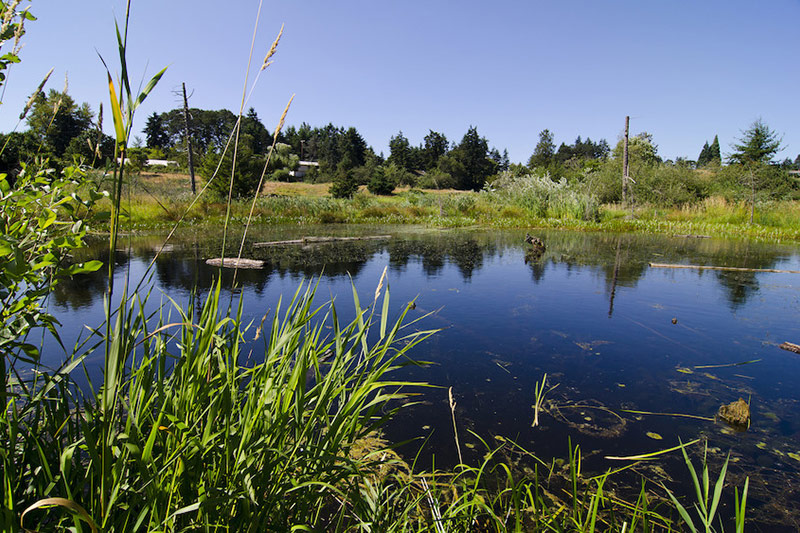 A pond surrounded by tall green grasses and plants, reflecting a clear blue sky and distant trees, with rural buildings visible in the background.