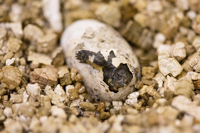 A baby turtle is hatching from its egg, surrounded by pieces of brown and beige substrate. The turtles head and one leg are emerging from a crack in the shell.