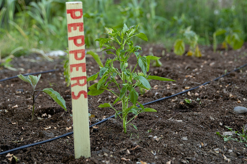 A young pepper plant grows in a garden bed with a wooden stake labeled PEPPERS in red letters. Drip irrigation tubing runs through the soil around the plant.