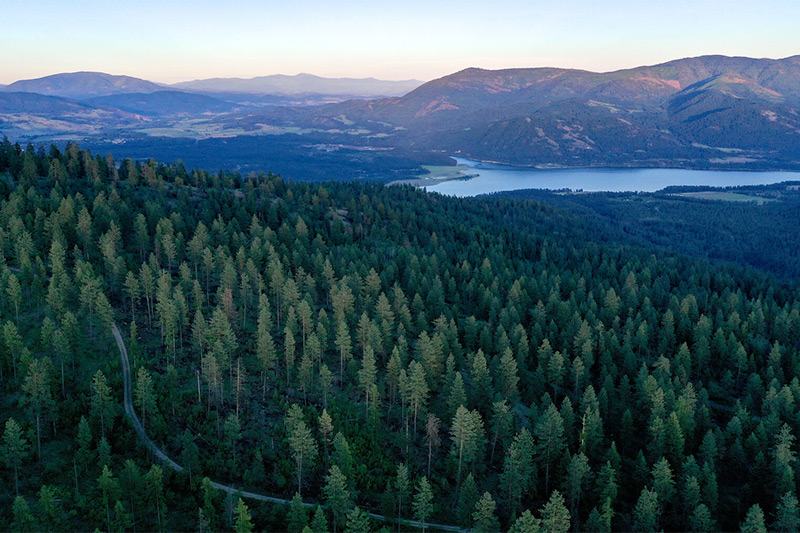 Aerial view of a dense pine forest with a winding path, a lake in the distance, and mountains under a clear sky at dusk.