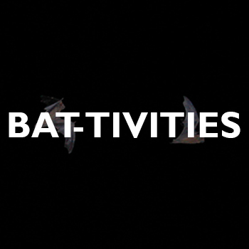 Two bats flying in a dark night sky with the large white text BAT-TIVITIES overlaid across the center of the image.