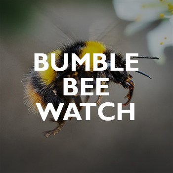 A close-up photo of a flying bumblebee with the words BUMBLE BEE WATCH in bold white letters overlaying the image. The background is blurred, highlighting the bees black and yellow stripes.