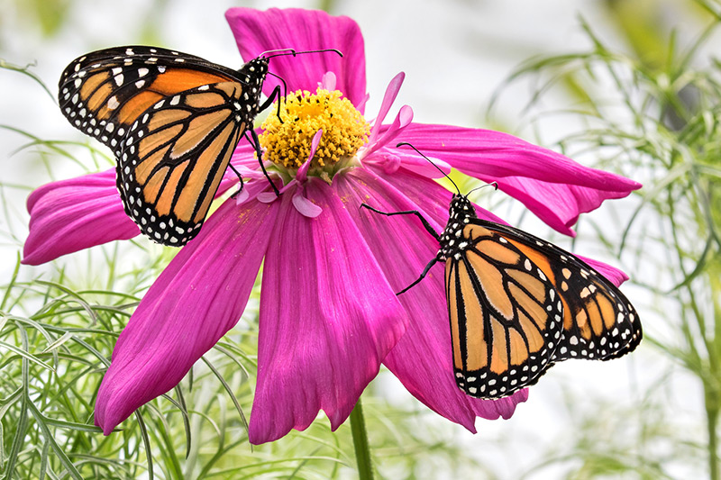 Two monarch butterflies with orange and black wings rest on a vibrant pink flower with a yellow center, surrounded by green foliage.