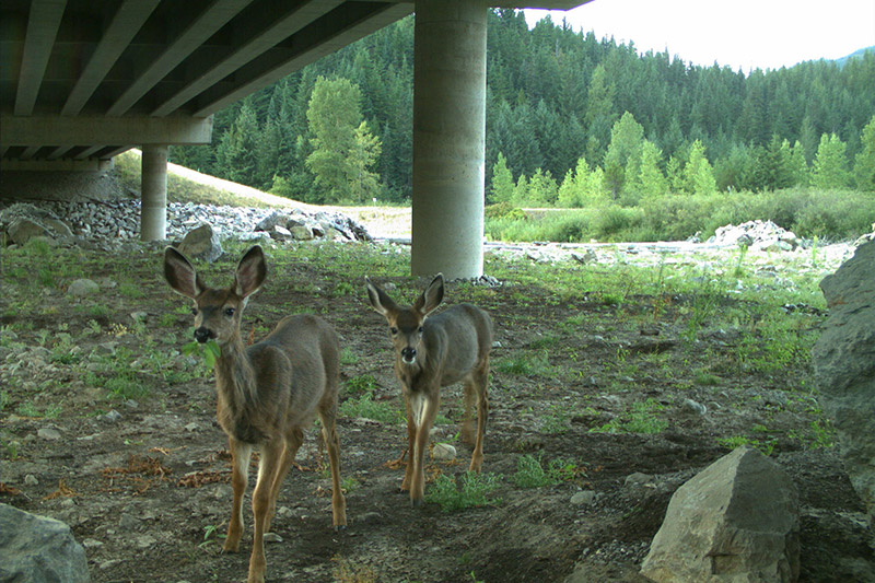 Two young deer stand under a concrete bridge surrounded by rocks and soil, with a backdrop of green trees and scattered sunlight.