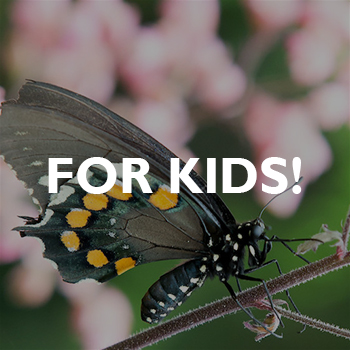 A black butterfly with orange and yellow spots rests on a branch, with a blurred background of pink flowers. The words FOR KIDS! are written in bold white letters over the image.
