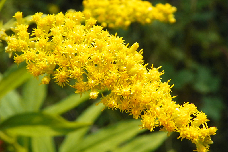 A close-up of a bright yellow goldenrod flower cluster, with numerous tiny blossoms densely packed on a green stem, set against a blurred green background.