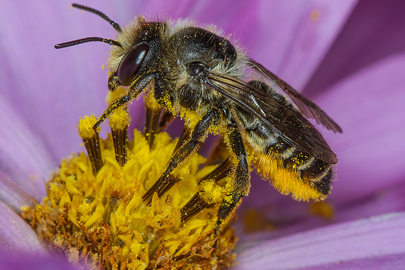 A close-up of a bee covered in yellow pollen as it collects nectar from the bright yellow center of a purple flower. The bees body and legs are dusted with pollen grains.