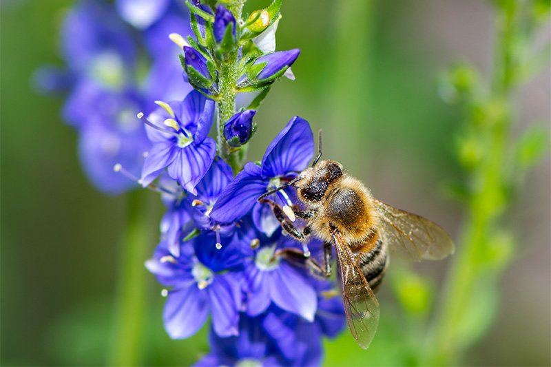 A close-up of a honeybee collecting nectar from vibrant purple-blue flowers, with green blurred foliage in the background.