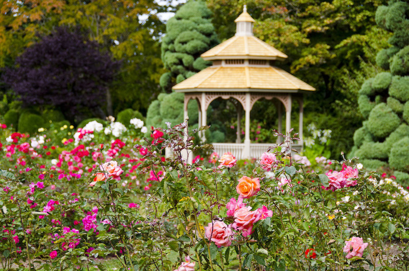 A wooden gazebo with a pitched roof stands in a lush garden filled with blooming pink and orange roses, surrounded by green trees and shrubs.