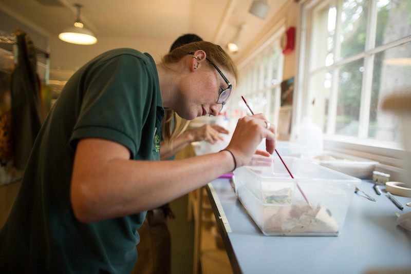 A person wearing glasses and a green shirt carefully uses a paintbrush to tend to an object in a clear plastic container on a lab table, next to a window with daylight streaming in.