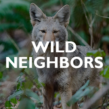 A coyote stands alert in a forest, surrounded by green foliage. The words WILD NEIGHBORS are overlaid in bold white letters across the center of the image.