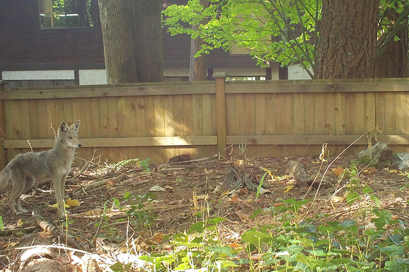 A coyote stands on the left side of a wooded yard with leaves and plants, near a wooden fence. Sunlight filters through the trees, and a house is visible in the background.