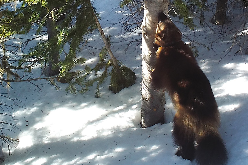 A wolverine with dark fur stands on snowy ground, leaning against a tree trunk in a sunlit forest with scattered evergreen branches.