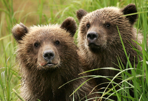 Two young brown bears with wet fur sit close together among tall green grass, looking curiously toward the camera.