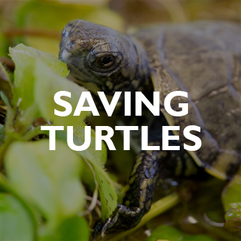 A close-up of a small turtle surrounded by green vegetation, with the words SAVING TURTLES written in bold white letters across the image.