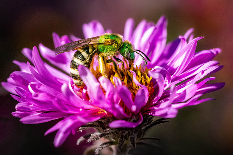 A bright green bee collects nectar from the vibrant purple petals of a flower, with the background softly blurred, highlighting the detailed textures and colors of the bee and bloom.
