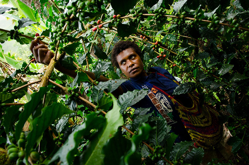 A person reaches through dense green coffee plants, picking ripe coffee cherries in a lush, tropical setting. They wear a dark shirt and colorful woven bag over their shoulder.