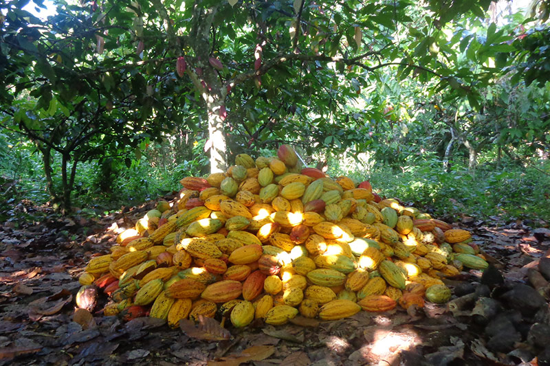 A large pile of harvested cacao pods, mostly yellow and orange, sits on the forest floor surrounded by leafy trees in a lush, sunlit plantation—highlighting how agriculture supports community needs in the YUS region of Papua New Guinea.