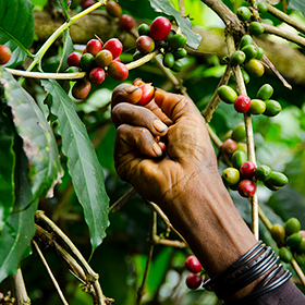 A close-up of a hand picking ripe red coffee cherries from a coffee plant, surrounded by green unripe cherries and large leaves—supporting sustainable farming through the Tree Kangaroo Conservation Program.