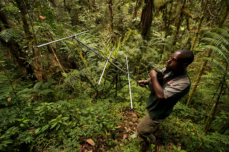 A person stands amid dense forest vegetation, holding a large radio telemetry antenna. Lush green ferns and trees surround them in the tropical environment.