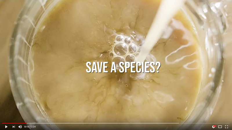 A YouTube video screenshot shows a close-up view of milk swirling into a glass of coffee or tea. White text over the image reads, “SAVE A SPECIES?” at the center, referencing the Tree Kangaroo Conservation Program.
