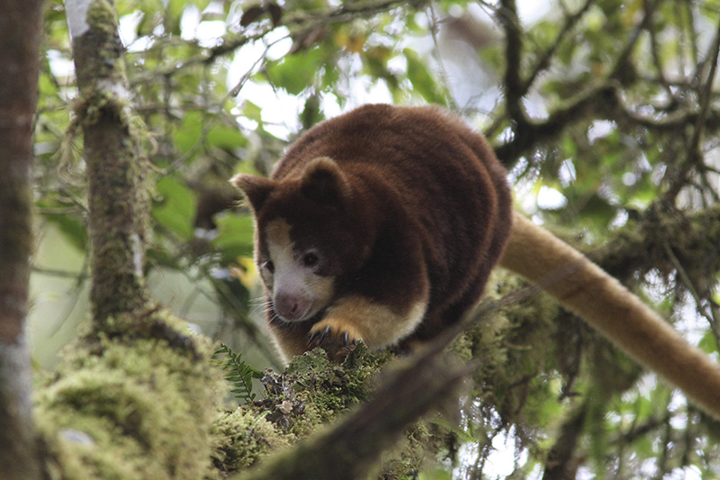 A brown and cream-colored tree kangaroo, is perched on a mossy branch in a lush forest, looking downward as it carefully moves along the branch.