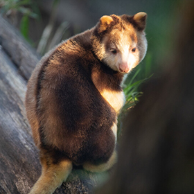 A tree kangaroo with brown and cream fur sits on a log, looking over its shoulder with sunlight highlighting its face and back—a striking ambassador for the Tree Kangaroo Conservation Program.
