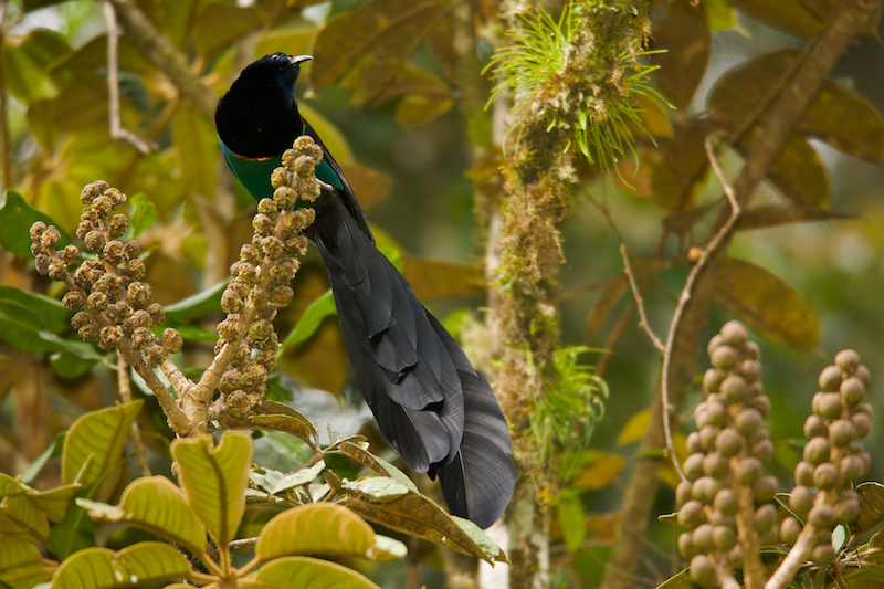 A black and green bird with a long tail perches on a branch surrounded by lush foliage and clusters of brown buds in a tropical forest setting.