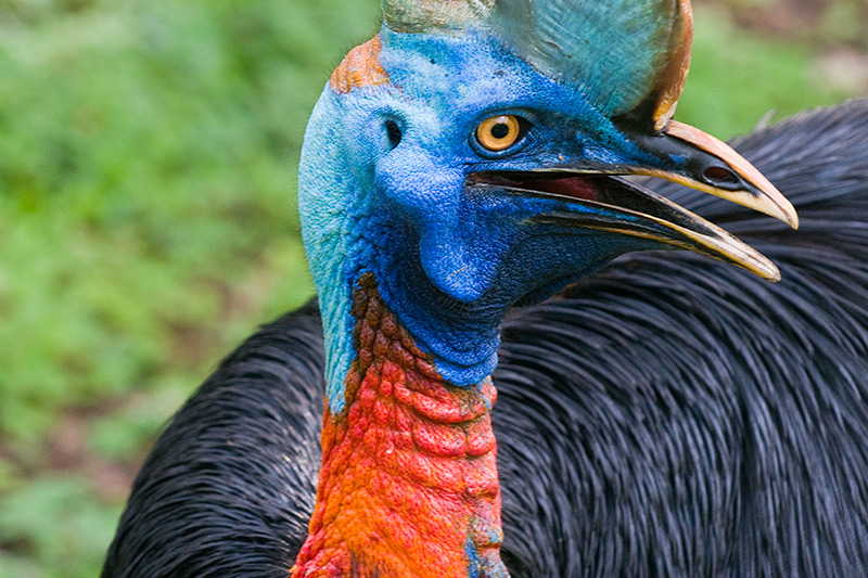 A close-up of a cassowary, with vibrant blue and red skin on its head and neck, a large casque, yellow eye, and glossy black feathers set against a blurred green background.