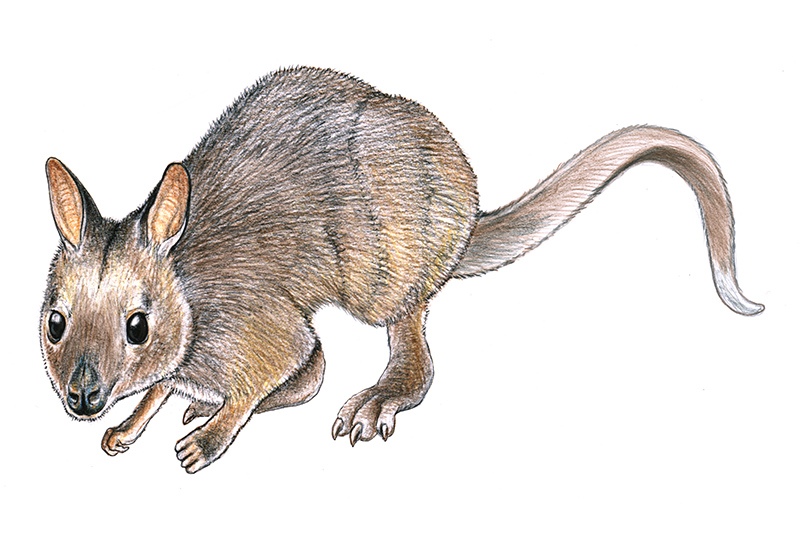 A detailed illustration of a small, furry marsupial with large dark eyes, rounded ears, short front legs, longer hind legs, and a long, tapering tail, shown against a white background.