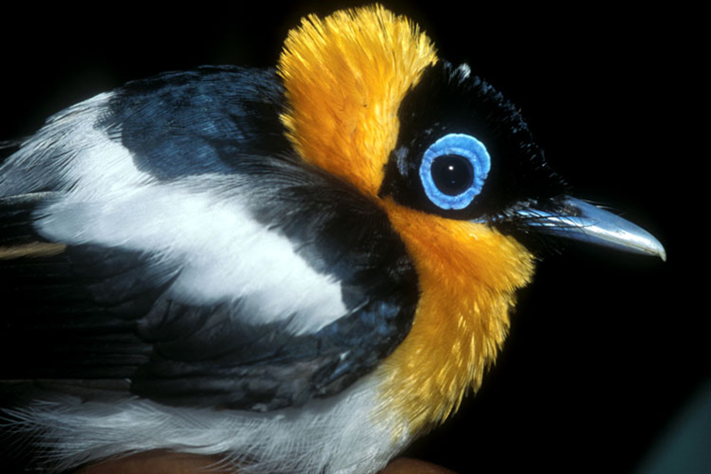 A close-up of a bird, with vibrant yellow-orange neck feathers, a bright blue ring around its eye, black head, and black-and-white wings set against a black background.