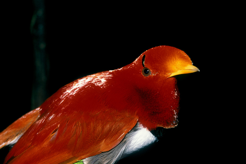A bright red bird with a yellow beak and black markings near its eyes, perched against a solid black background.