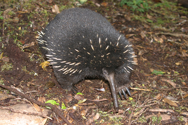 A long-beaked echidna with dark spiky fur and a long snout walks on a forest floor covered with leaves and soil.