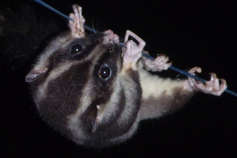 A Long Fingered Triok, clings upside down to a wire at night, gripping tightly with its small hands and feet. Its large, dark eyes and striped face are clearly visible against its furry body.