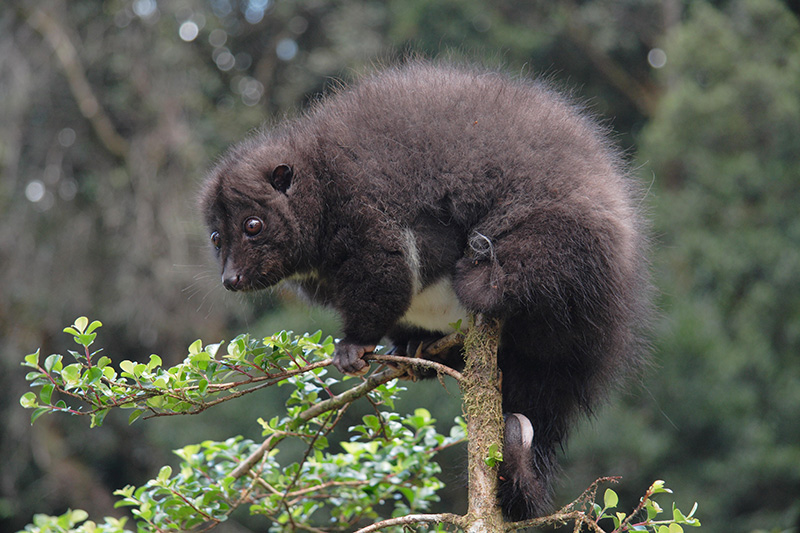 A fluffy, dark brown mountain Cuscus, with round eyes and a bushy tail perches on a tree branch, surrounded by green leaves stands out against the lush, forested background.