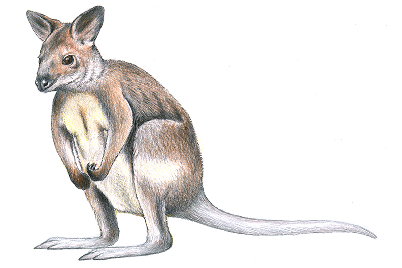 Illustration of a Pademelon standing upright on its hind legs, with brown fur, a pale belly, small front paws, large ears, and a long tail against a plain white background.