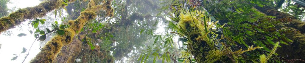 Moss-covered trees and green ferns in a foggy, dense forest, viewed from a low angle looking up towards the misty canopy above.