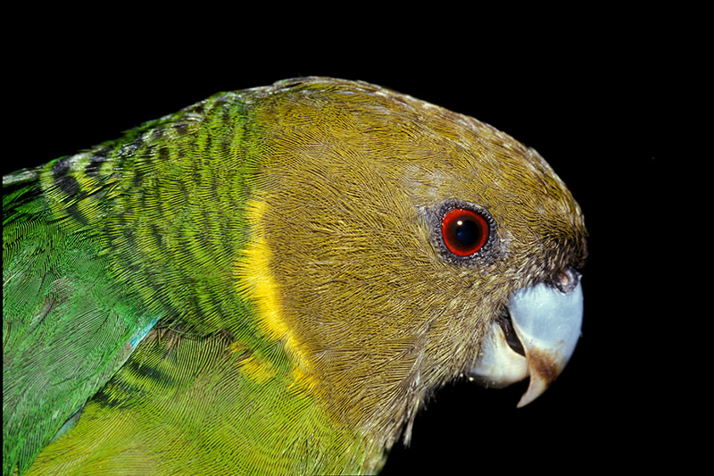 Close-up of a parrot with green and yellow feathers, a brownish head, red eye, and curved pale beak. The black background highlights the vibrant colors and intricate details.