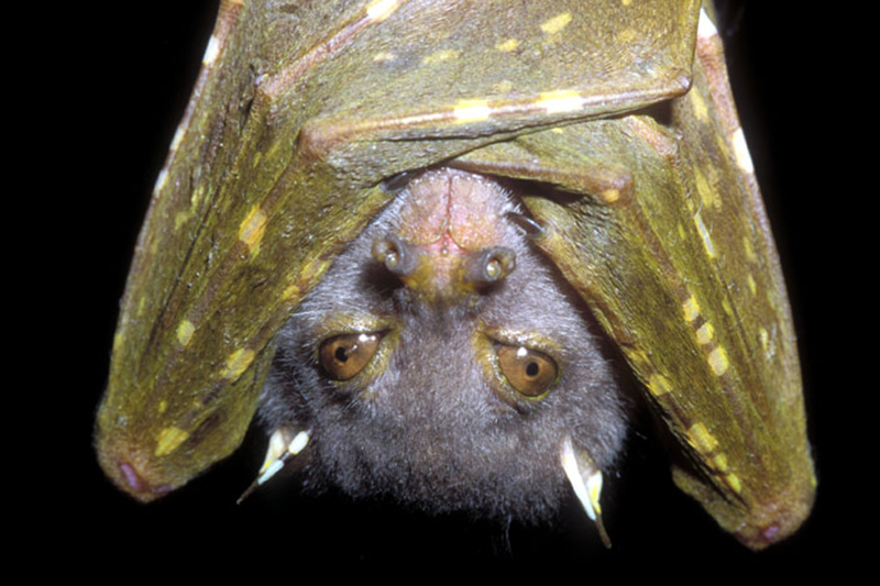 A close-up of a tube nosed bat, hanging upside down with wings wrapped around its body. The bat has large brown eyes, pointed ears, and brown fur. Its dark wings have yellowish spots against a black background.