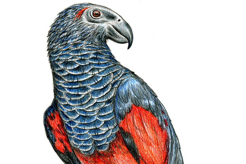 Detailed drawing of a parrot, with dark gray, scaly feathers on its head and back and bright red feathers on its chest and wings, set against a plain white background.