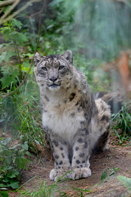 A snow leopard with thick, spotted fur sits on the ground surrounded by green plants and foliage, looking directly at the camera.