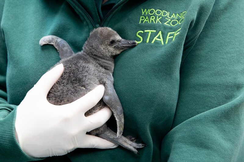A person wearing a green Woodland Park Zoo Staff jacket and white gloves gently holds a fluffy gray penguin chick against their chest.