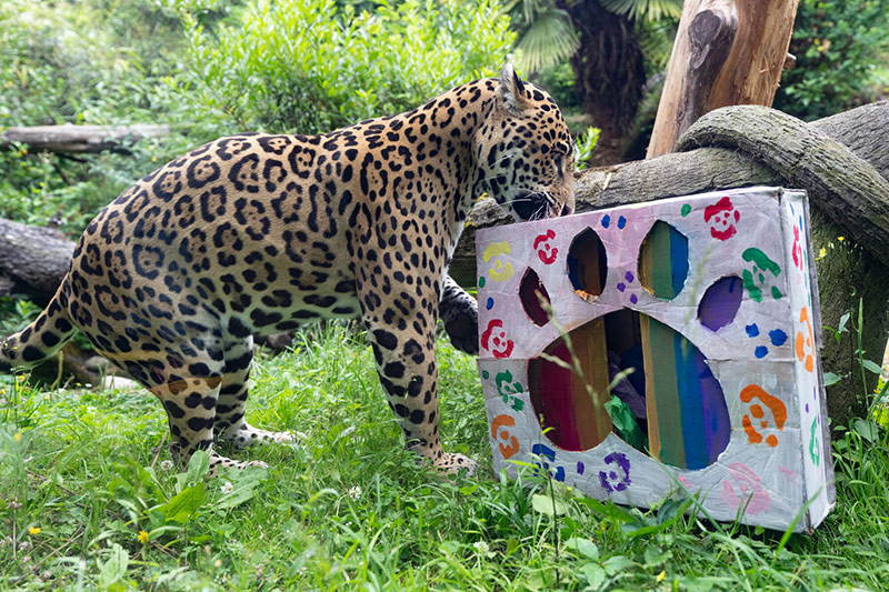 A jaguar stands on grass, sniffing a colorful, paw-shaped cardboard enrichment box decorated with paw prints, in a lush outdoor enclosure with logs and greenery.